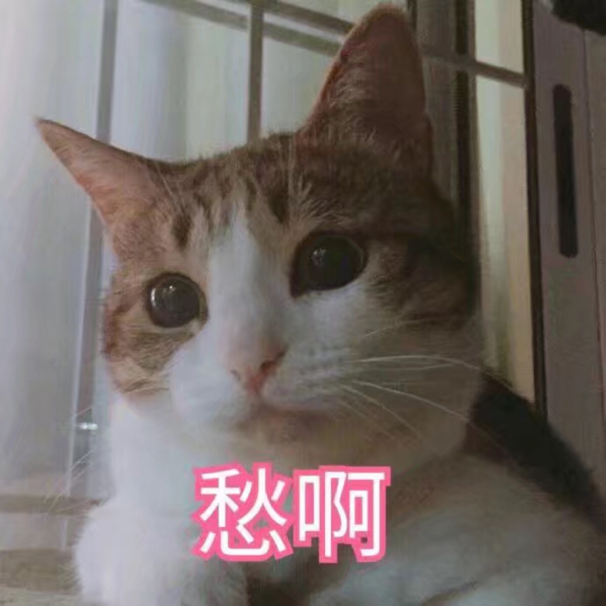 猫咪表情愁苦难过