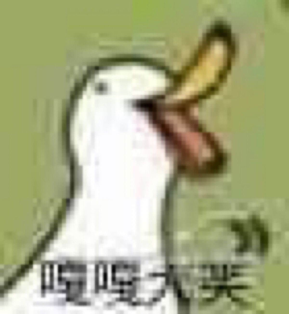 表情包 超可爱 鸭子