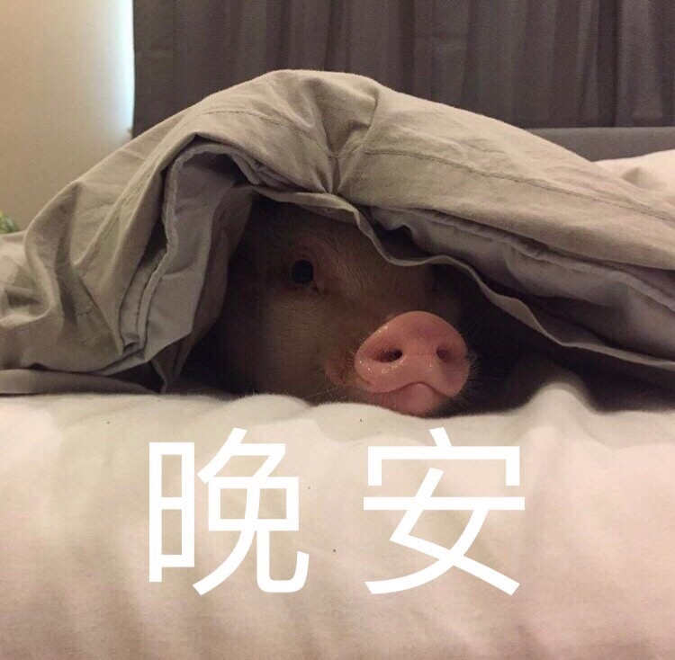 晚安 猪 表情包