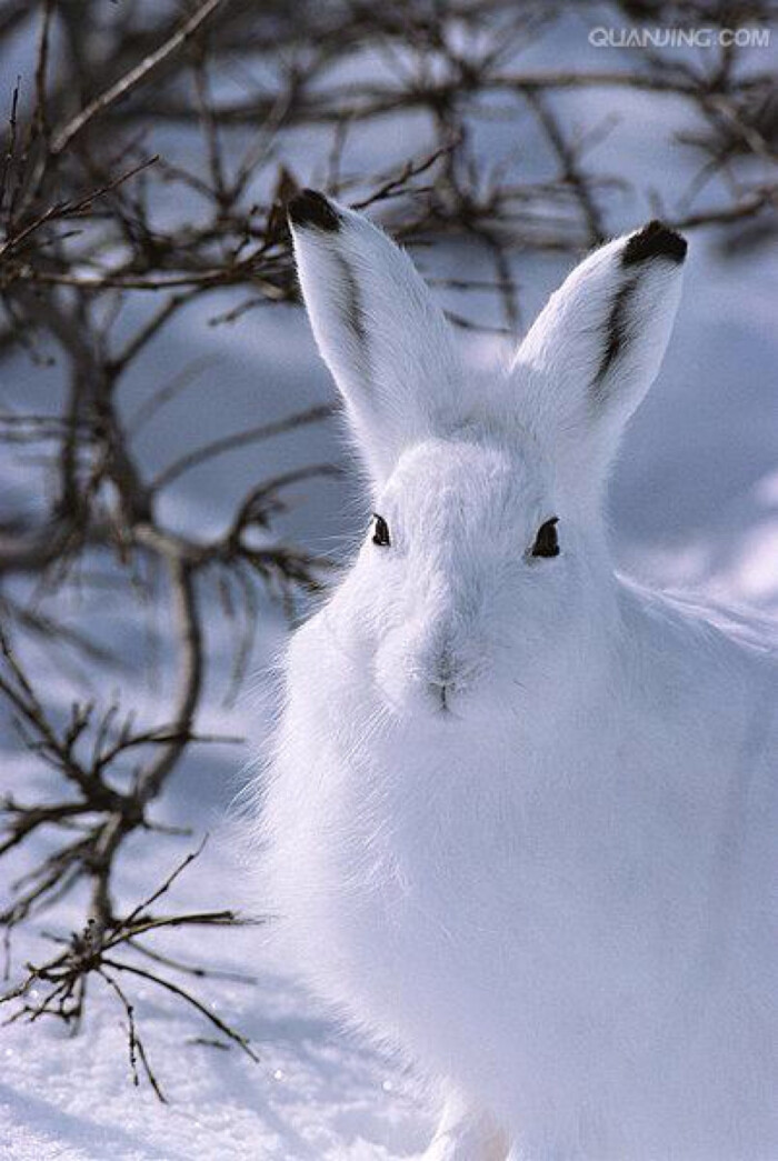 北极兔属于群居动物,鼻子,耳朵灵敏,不羞怯胆小,易于驯服,主要以苔藓