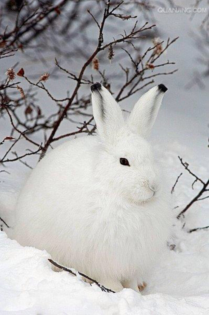 北极兔以苔藓,植物,树根等食物为食,但有些北极兔偶尔也会吃肉.