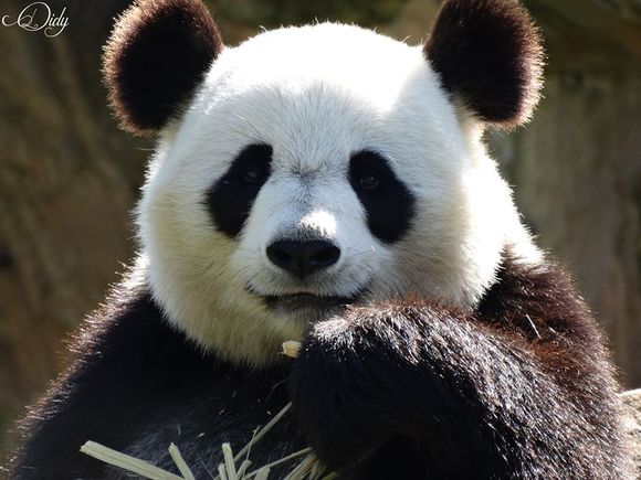 在法国的大熊猫欢欢,正面证件照!抿嘴一笑,贵气十足有没有!