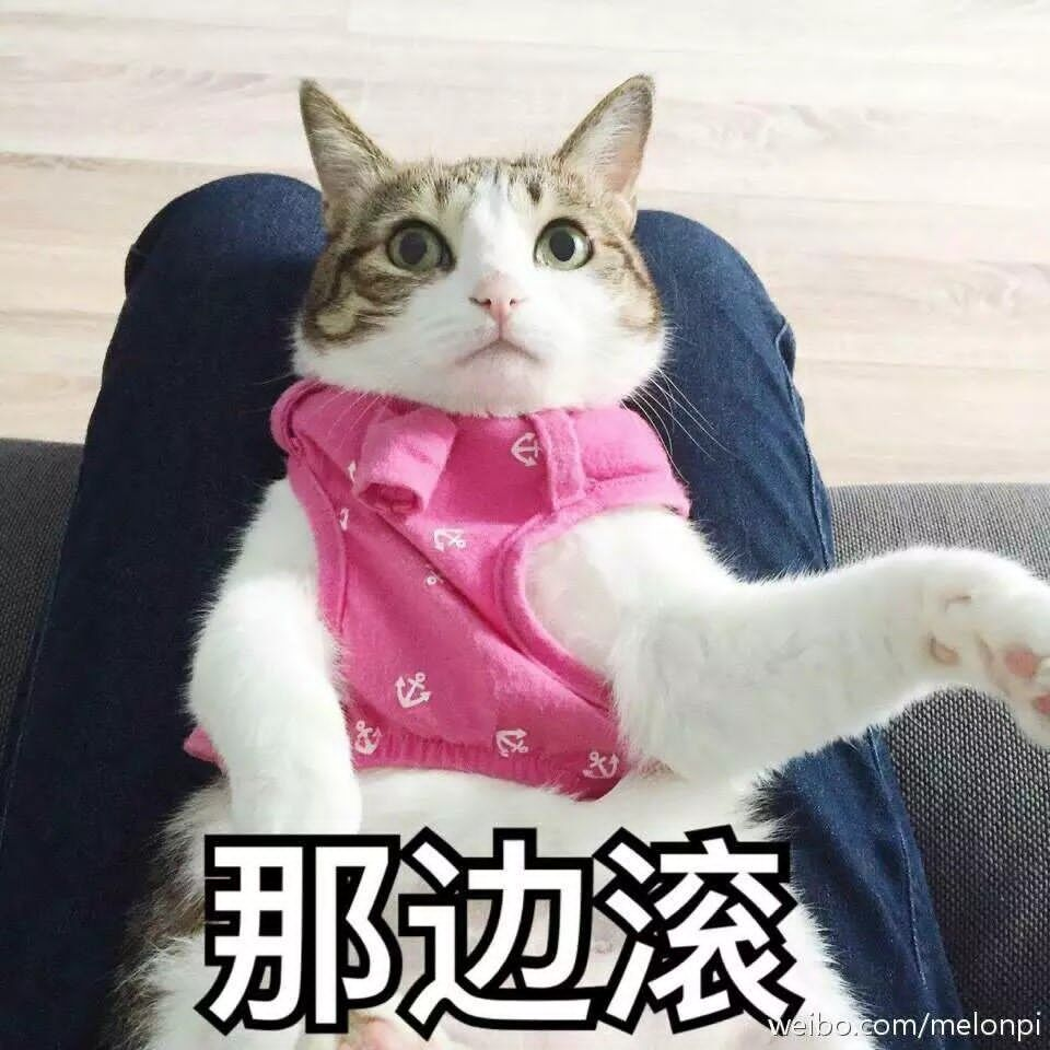 猫咪表情包