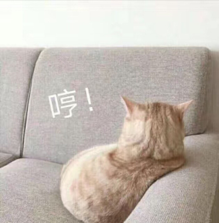 猫咪表情包