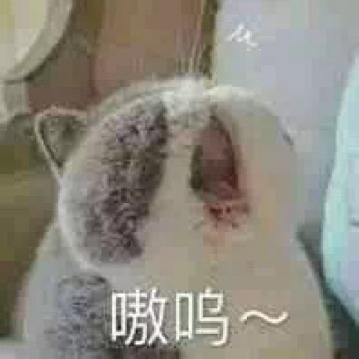 猫咪表情包