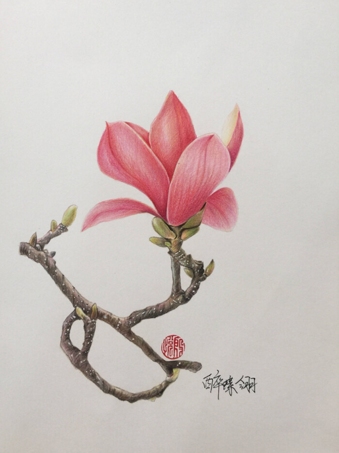 彩铅花卉# 作者:via@0o醉蝶翎o0