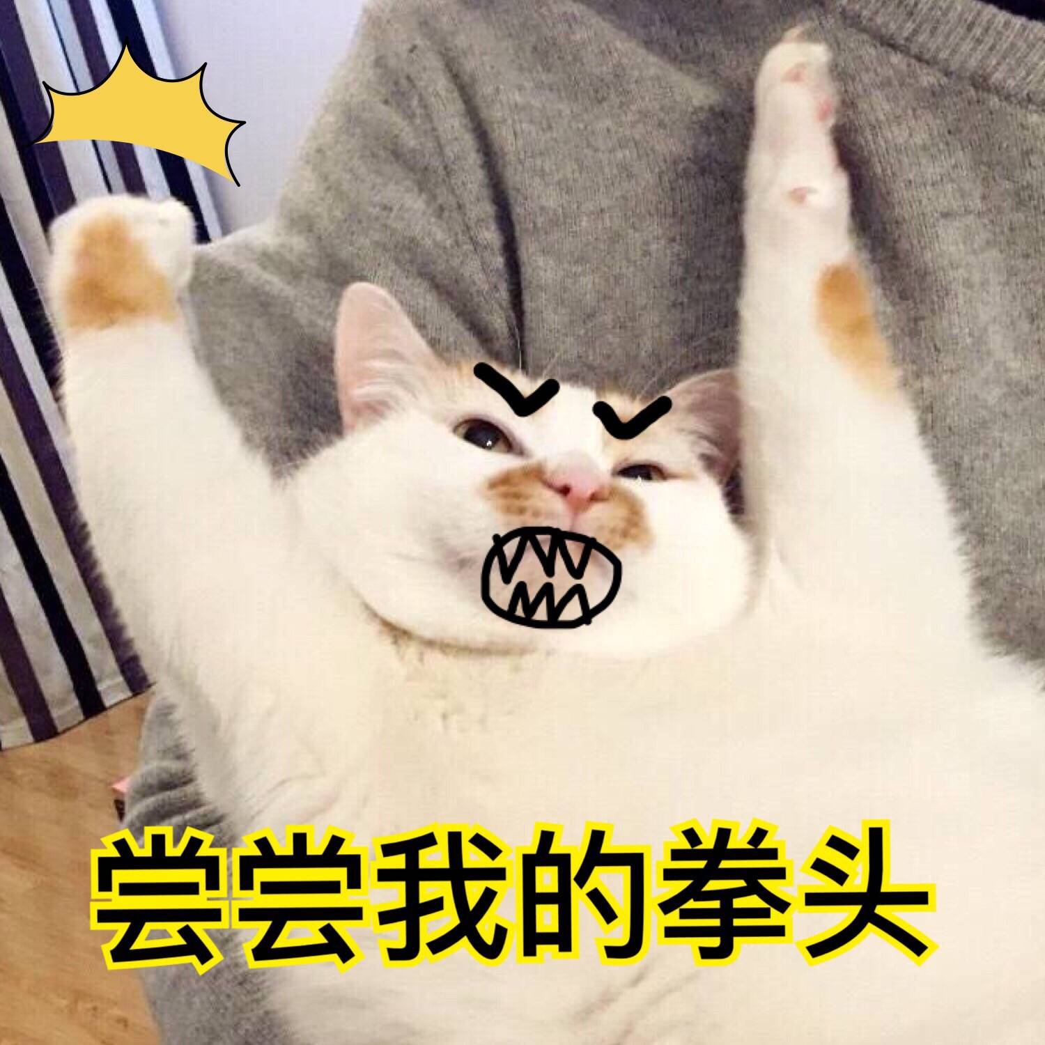 来源 微博 猫咪表情包