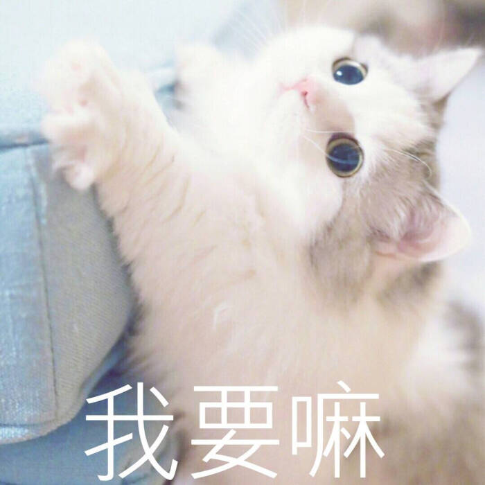 来源 微博 猫咪表情包