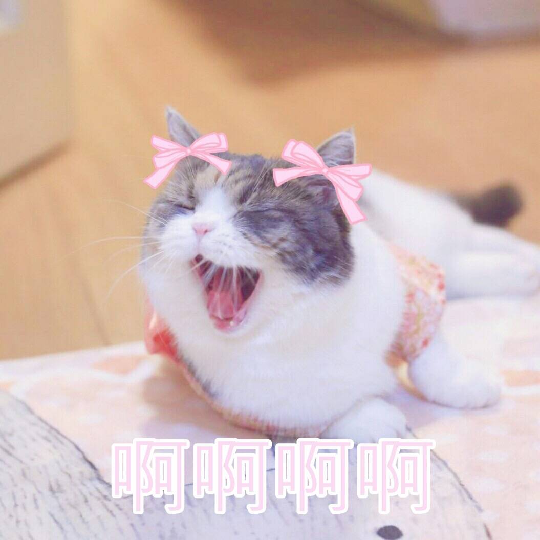 来源 微博 猫咪表情包