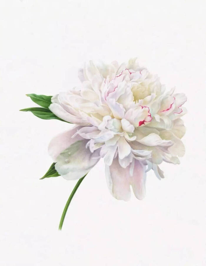 白牡丹二世# 她只画花,真实的花才最美丽.