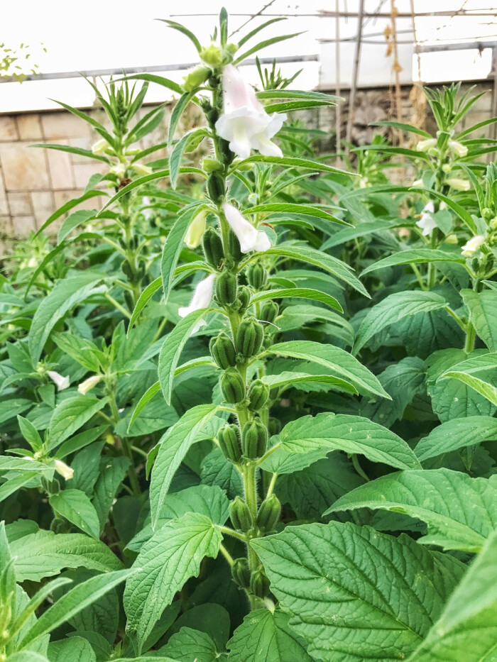 芝麻开花节节高