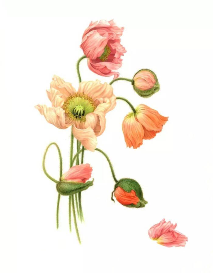 彩铅花卉# 意大利的罂粟花她只画花,真实的花才最美丽.