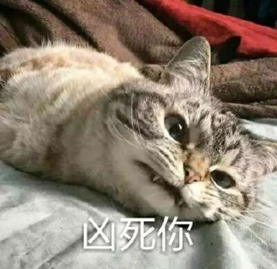 猫咪表情包