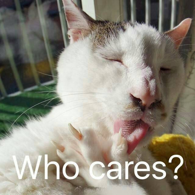 表情包#猫#who cares?