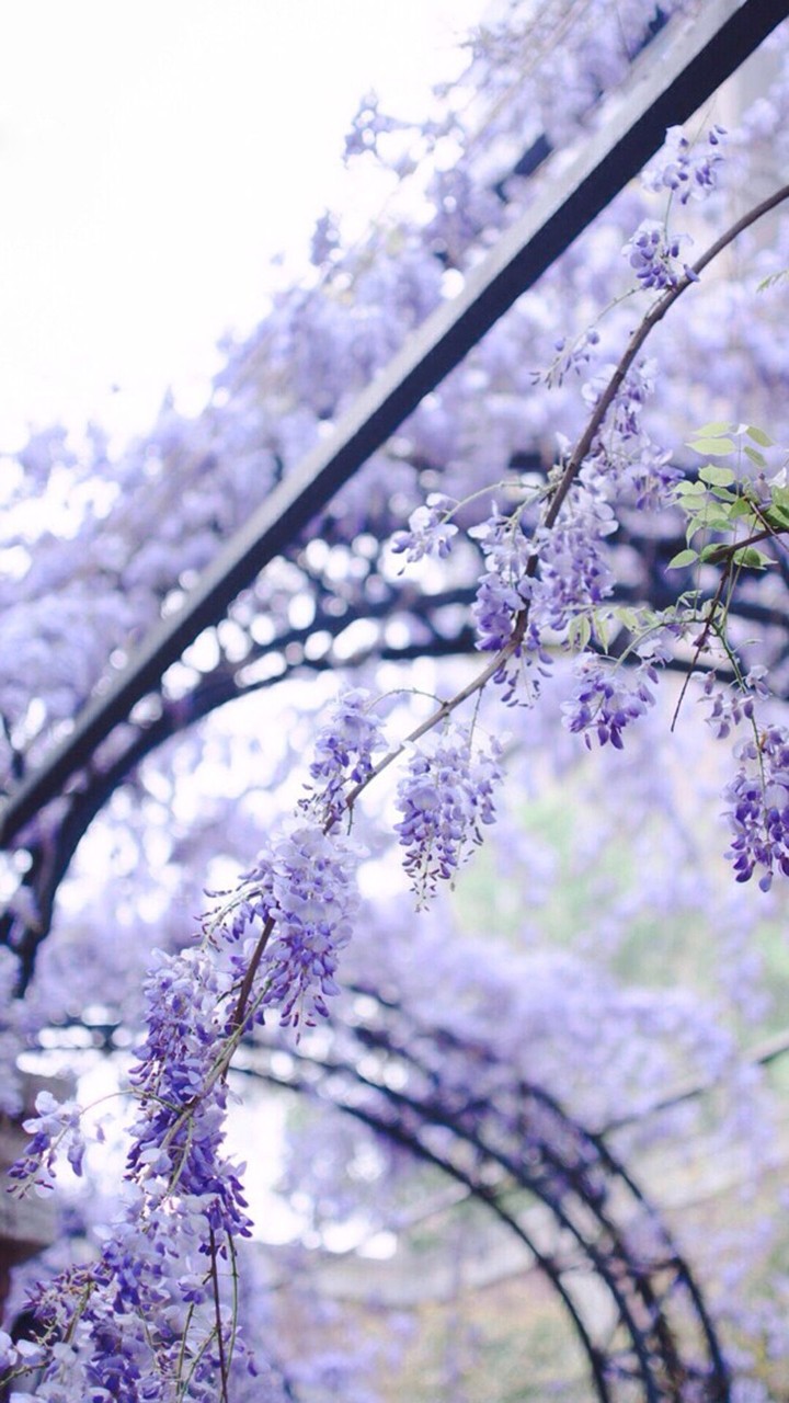 紫藤花的花语:沉迷的,执著的,缠绵悠长的…-堆糖,美好