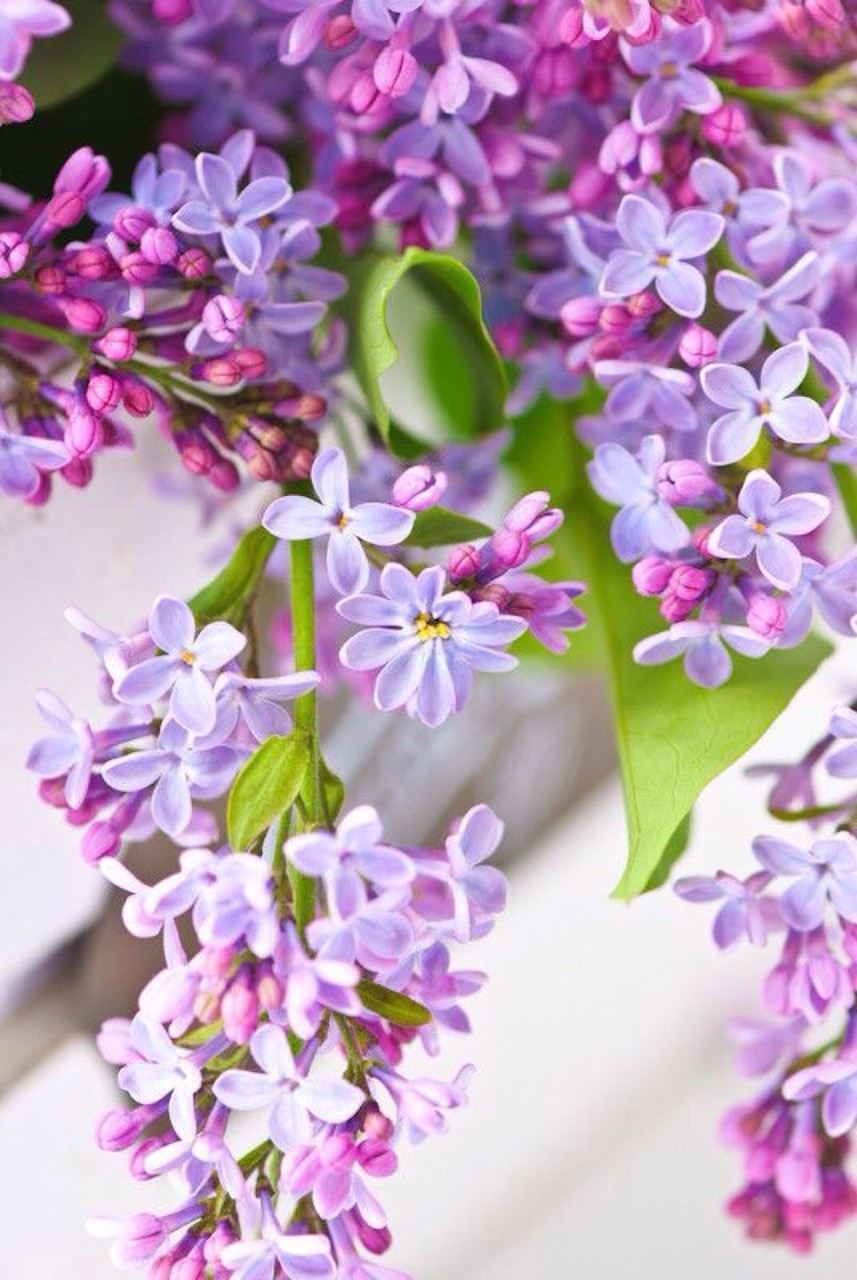 紫色丁香花的花语和象征代表意义是初恋,是爱情之花.