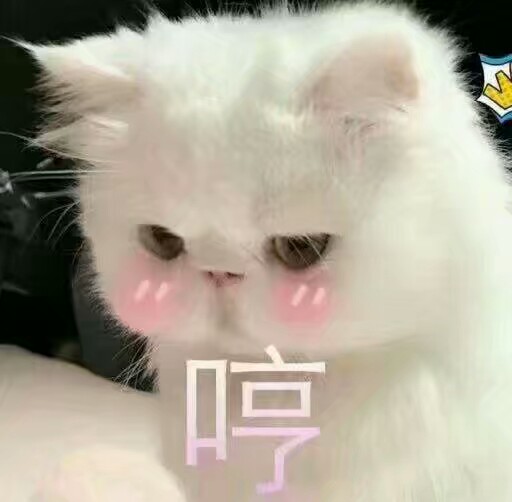 猫 表情包