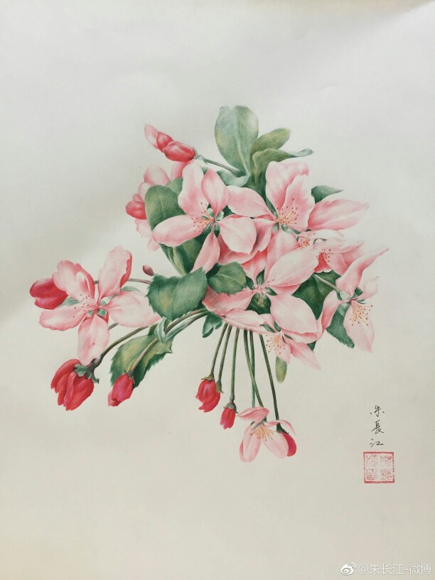 海棠花――圆珠笔手绘