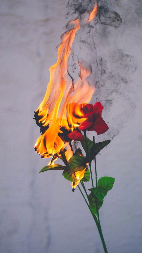 火玫瑰 壁纸