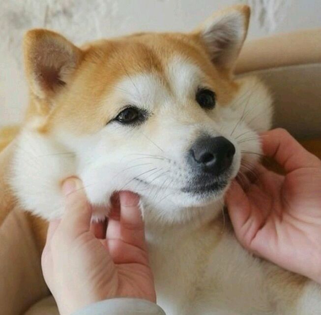 头像 女头 狗狗 柴犬 可爱 表情包