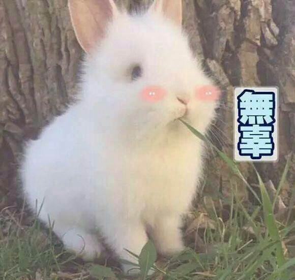 兔子表情包