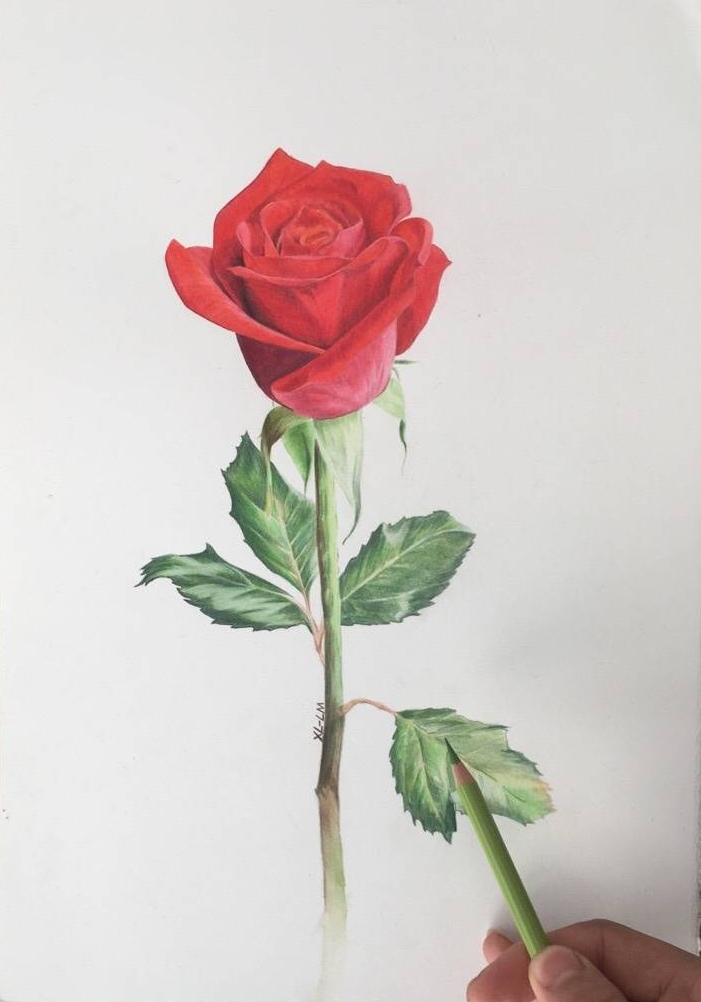 彩铅画:玫瑰