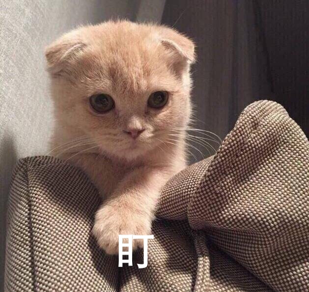 猫猫 喵盯 表情包