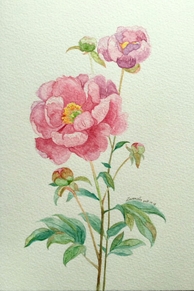 水彩画:(芍药花)