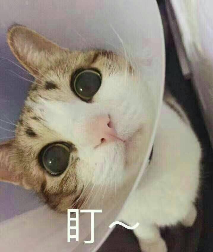 一波猫咪表情包