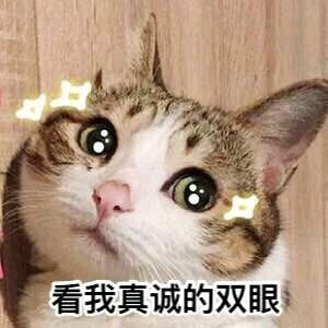 一波猫咪表情包