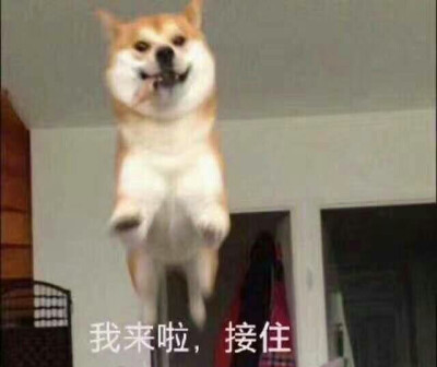 柴犬表情包