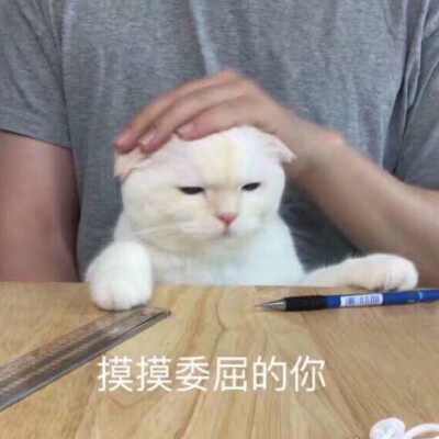 猫咪表情