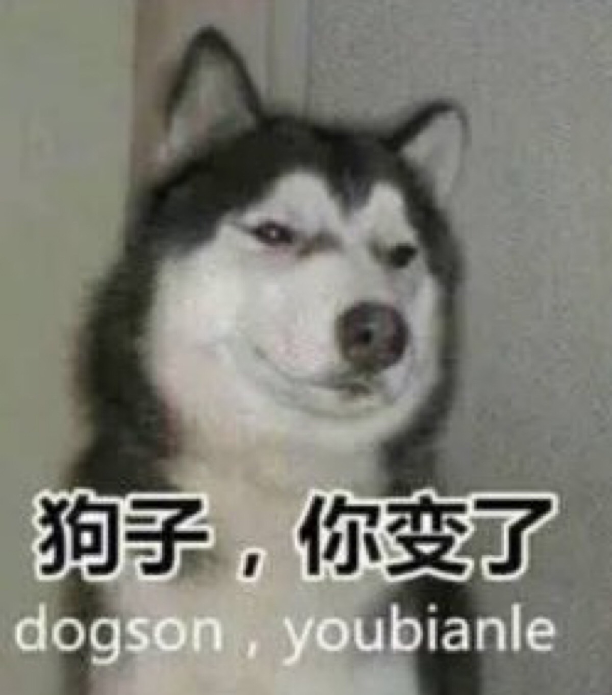 狗子你变了