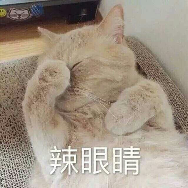 猫咪表情包