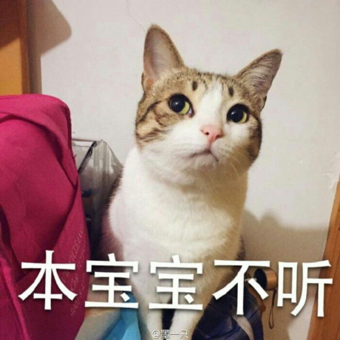 猫咪表情包