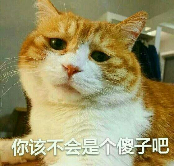 猫咪表情包