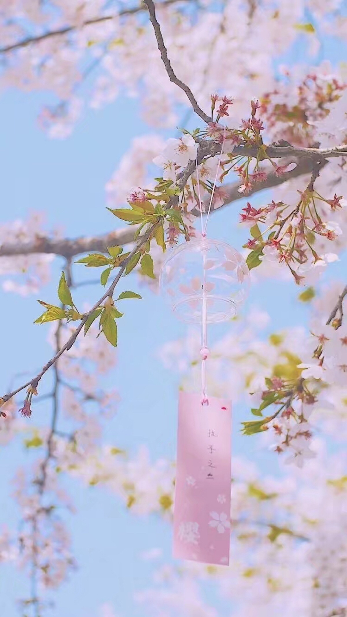 樱花 壁纸