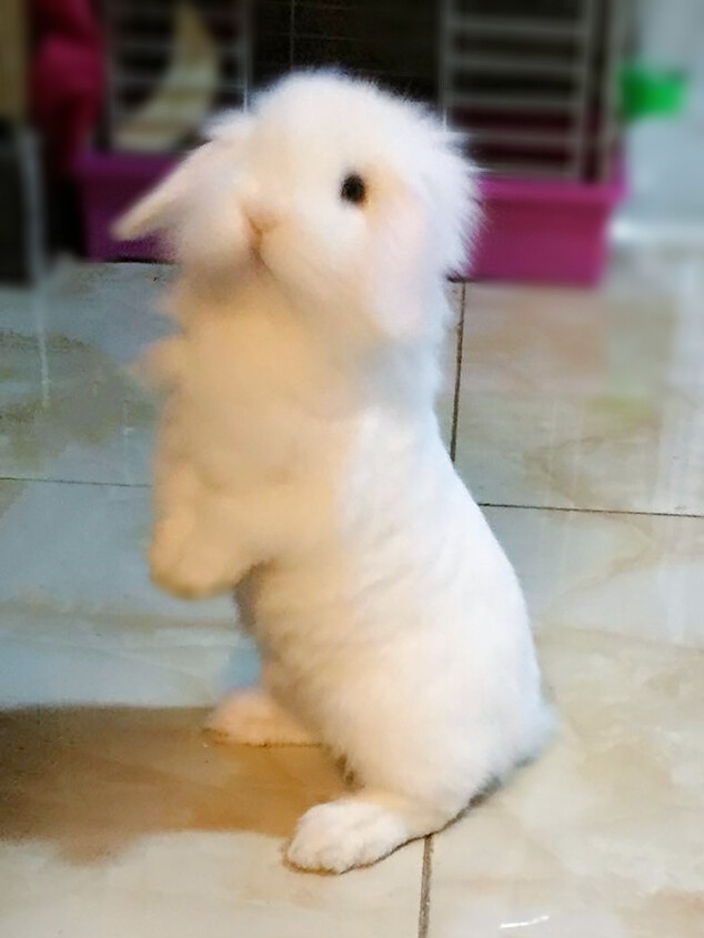 垂耳兔 兔子 白兔 萌
