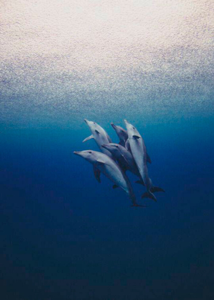 大海 海豚