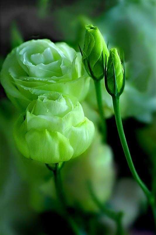绿色的花朵