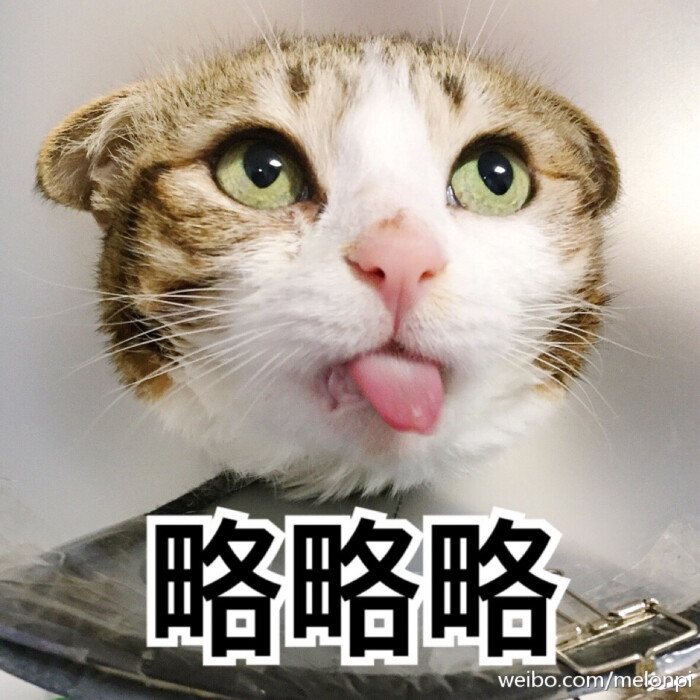 【虎斑收录】表情包 猫咪 瓜皮 聊天专用 可爱 搞笑2333
