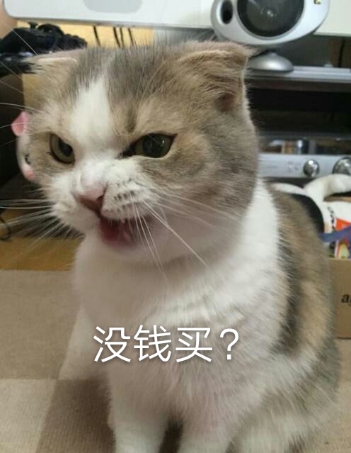 猫咪 表情包 可爱 生气 萌