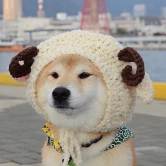 头像 柴犬