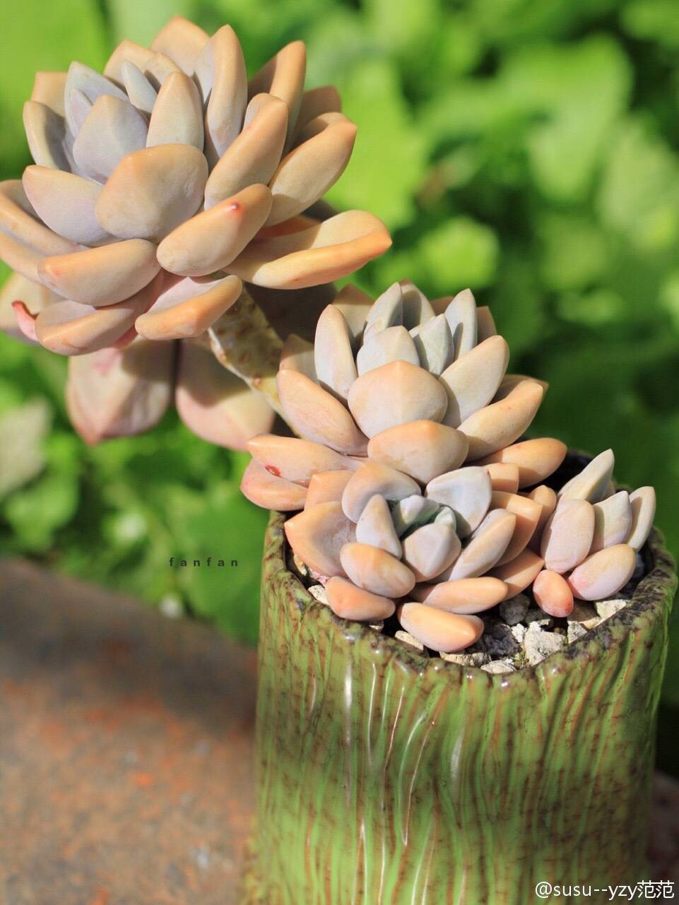冬美人 