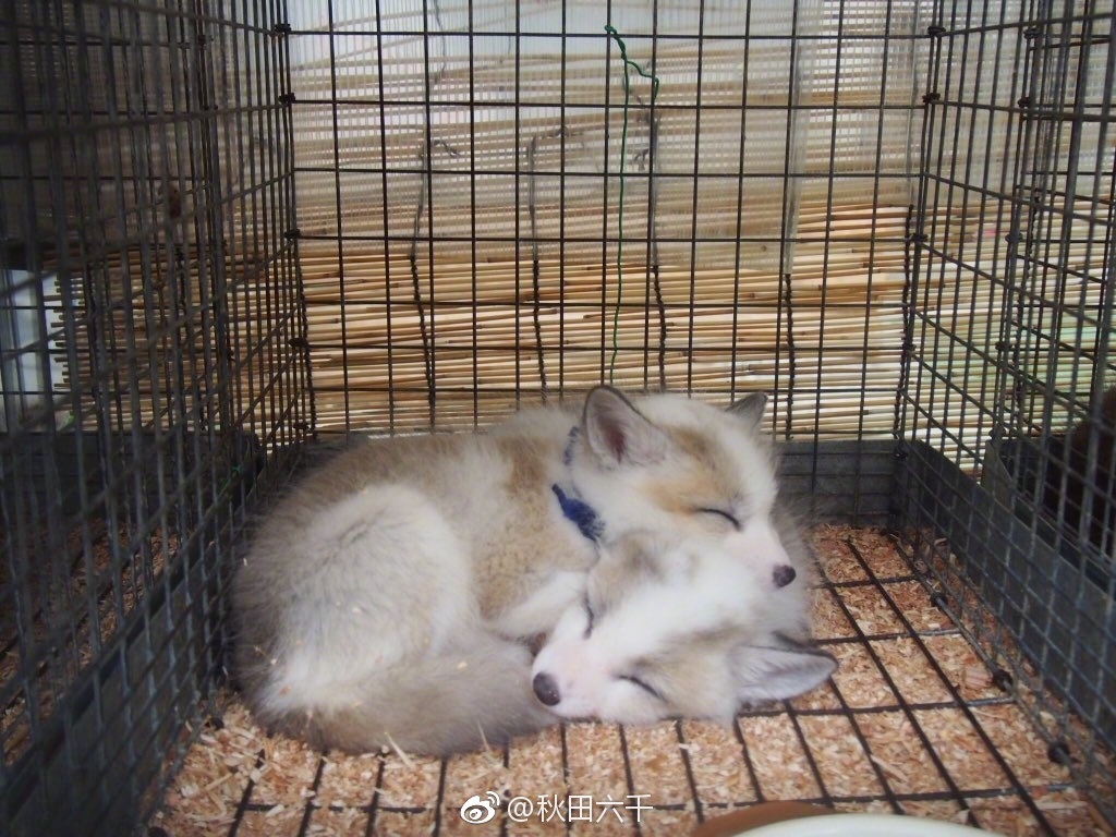 藏王狐狸村里的狐狸小幼崽们……自带柔光啊太可爱了吧!