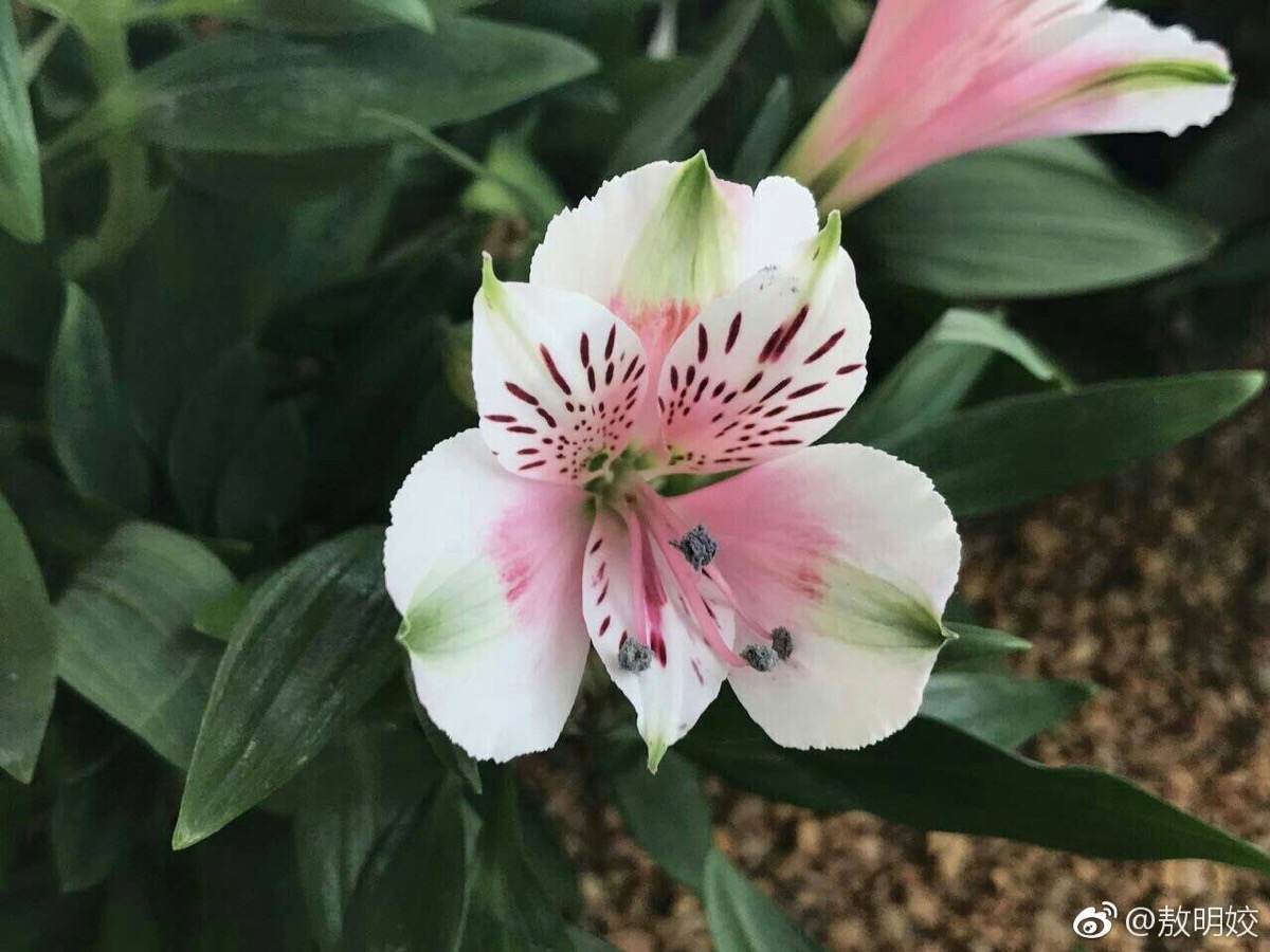 六出花～智利百合 秘鲁百合都是它的名