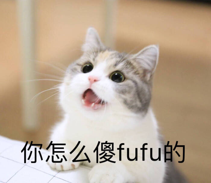 猫咪表情包 萌萌哒 你怎么傻乎乎的