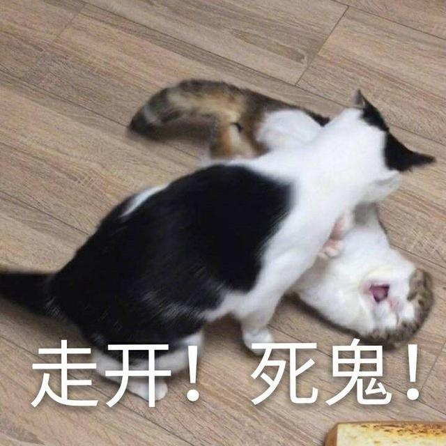 猫咪表情包