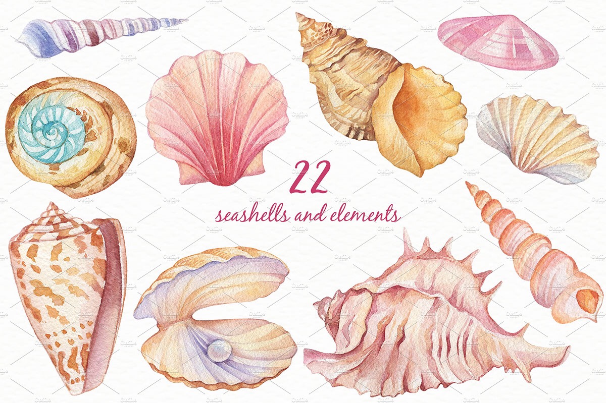 手账素材 水彩手绘 贝壳海螺