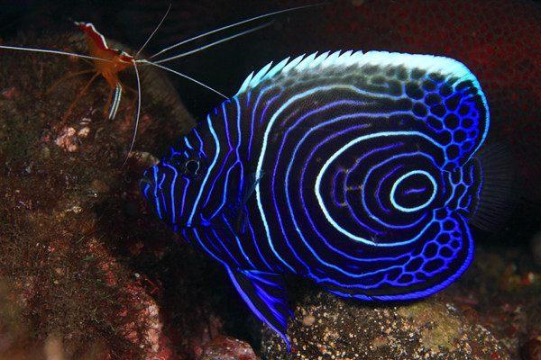 angel fish)是世界上最美丽的鱼类之一,拥有一个由深蓝色,白色和电